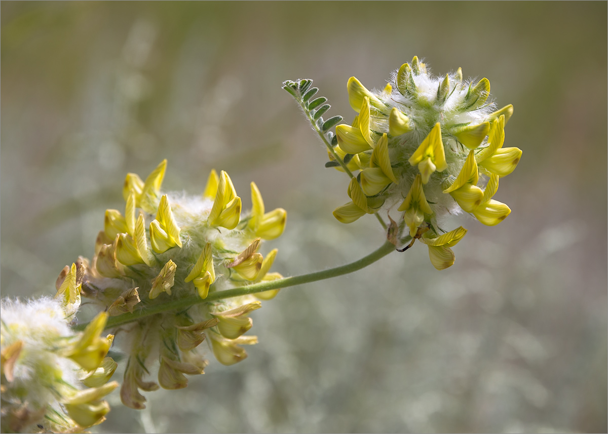 Изображение особи Astragalus vulpinus.