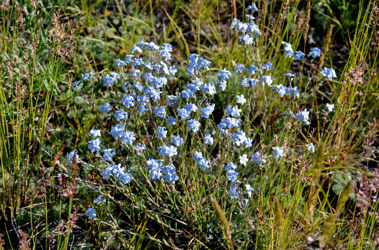 Image of genus Eritrichium specimen.
