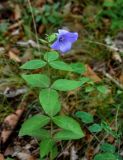 Platycodon grandiflorus