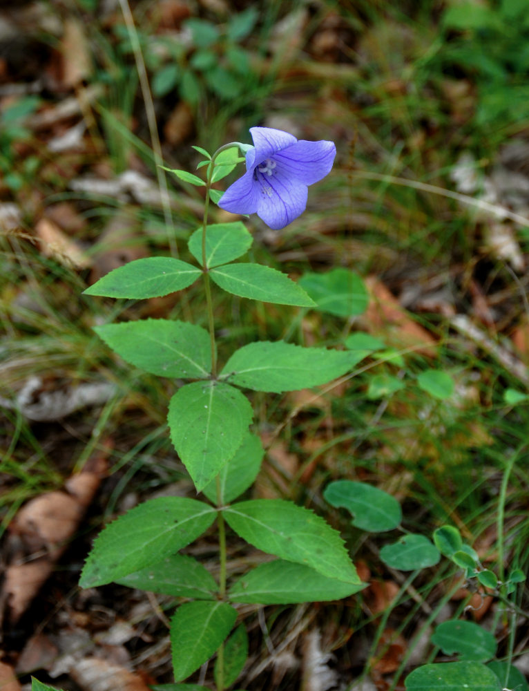 Изображение особи Platycodon grandiflorus.