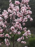Armeniaca sibirica