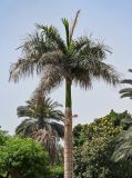 Roystonea regia. Верхушка вегетирующего растения. Египет, мухафаза Асуан, г. Ком-Омбо, в культуре. 05.05.2023.