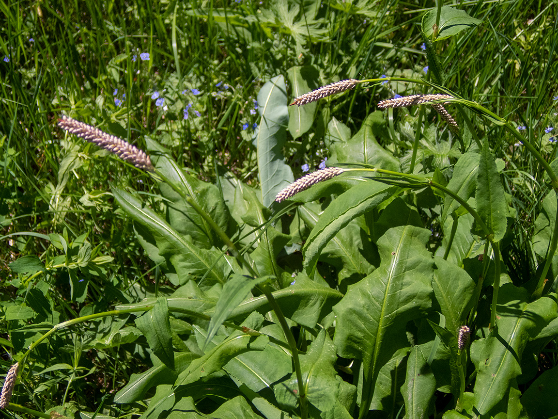 Изображение особи Bistorta officinalis.