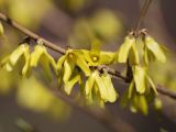 Forsythia &times; intermedia