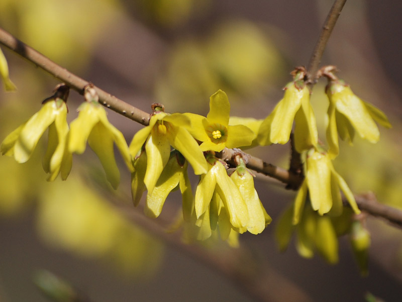 Изображение особи Forsythia &times; intermedia.