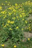 Brassica campestris