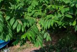 Juglans ailanthifolia. Верхушка ветви с незрелым соплодием. Грузия, Аджария, г. Батуми, в культуре. 17.06.2023.