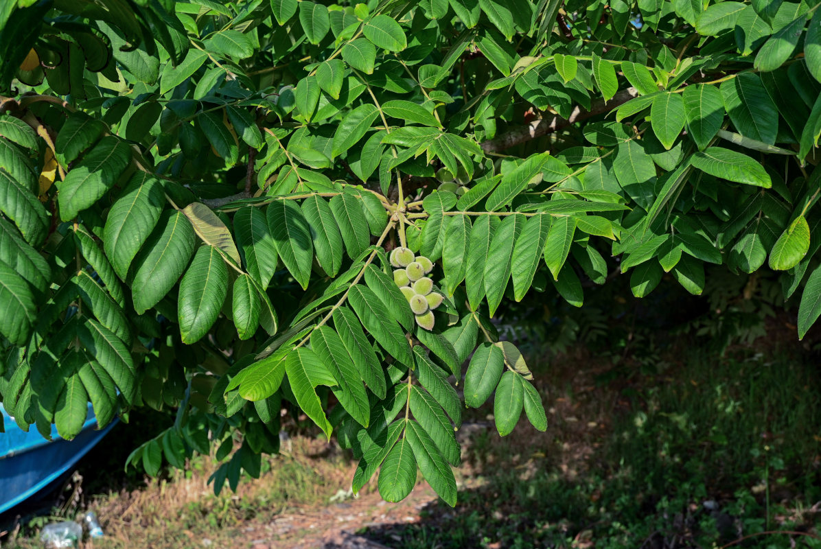 Image of Juglans ailanthifolia specimen.