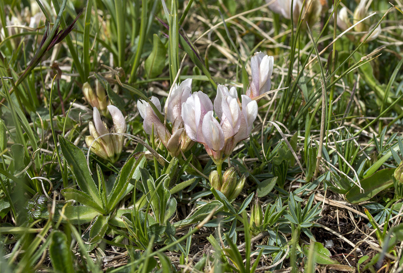 Изображение особи Trifolium polyphyllum.