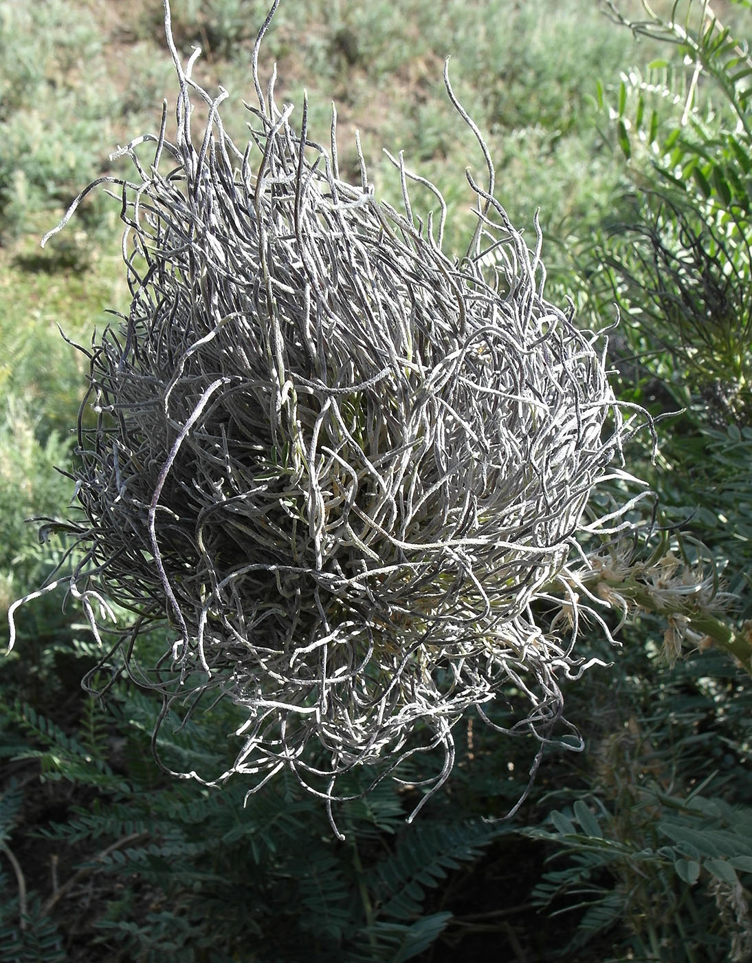 Image of Pseudosophora alopecuroides specimen.