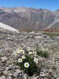 Pyrethrum karelinii. Цветущие растения; на заднем плане - Майдантальский хр. Узбекистан, Ташкентская обл., Угам-Чаткальский национальный парк, Пскемский хр., гребень между ур. Баркраксай и Туякорын, 3420 м н.у.м., каменистый склон. 03.08.2023.