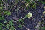 Trifolium canescens