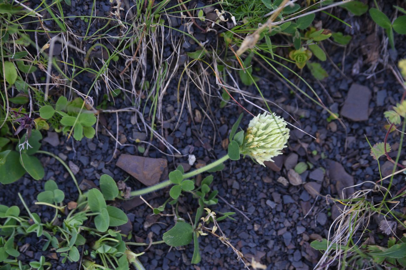 Изображение особи Trifolium canescens.