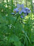 Polemonium chinense