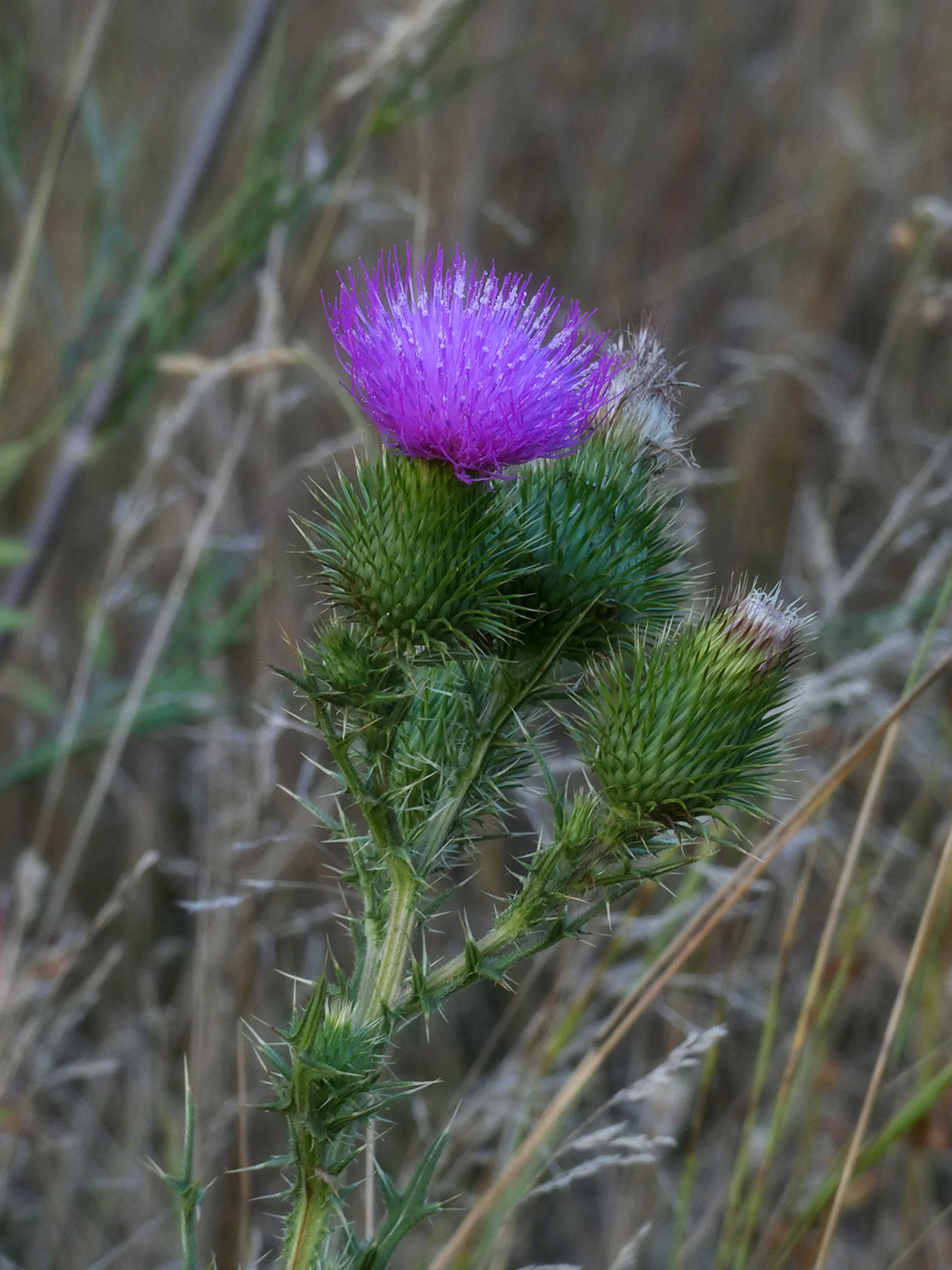 Изображение особи Cirsium vulgare.