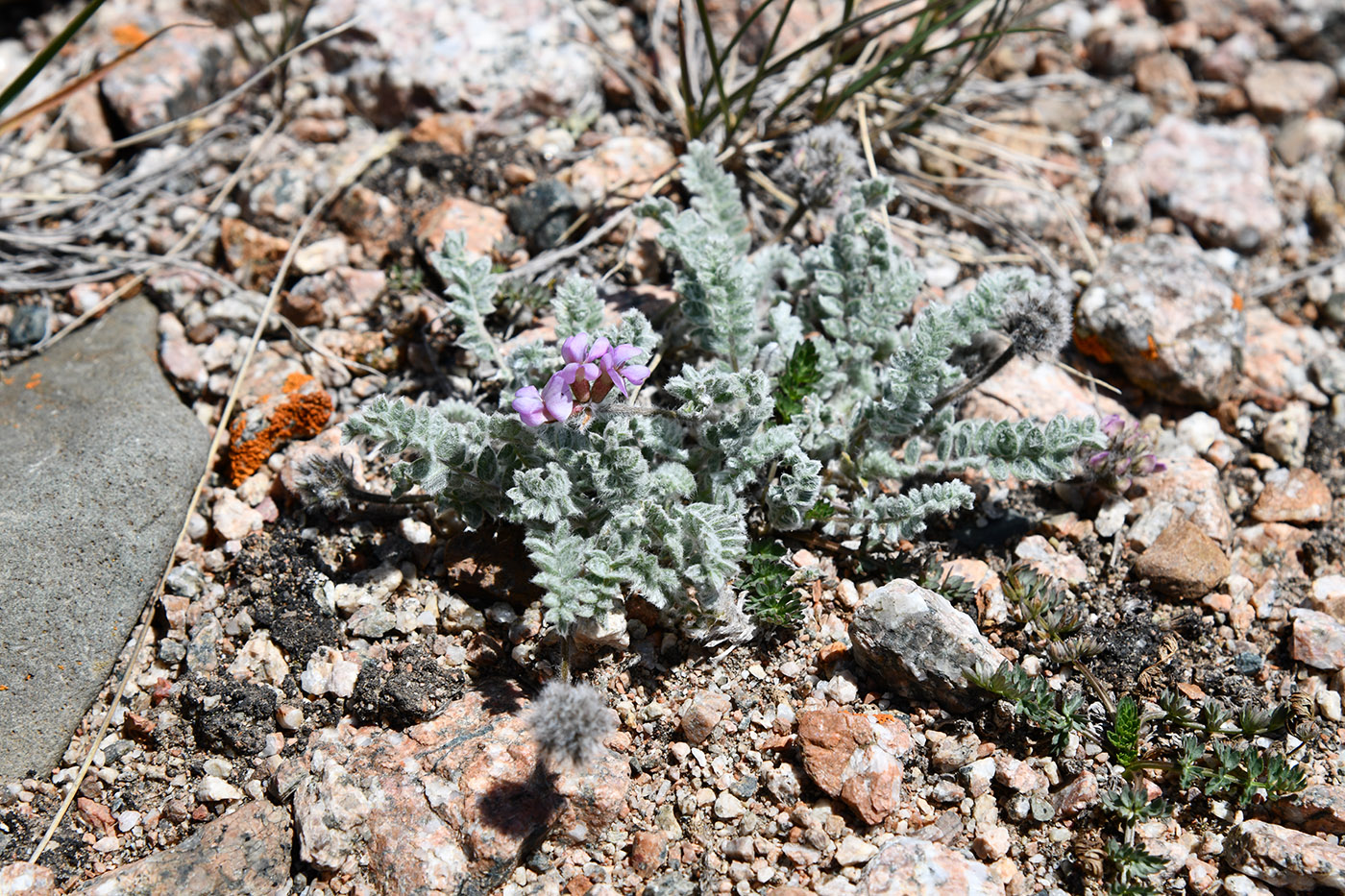 Изображение особи Oxytropis chionobia.