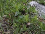 Vaccinium subspecies microphyllum