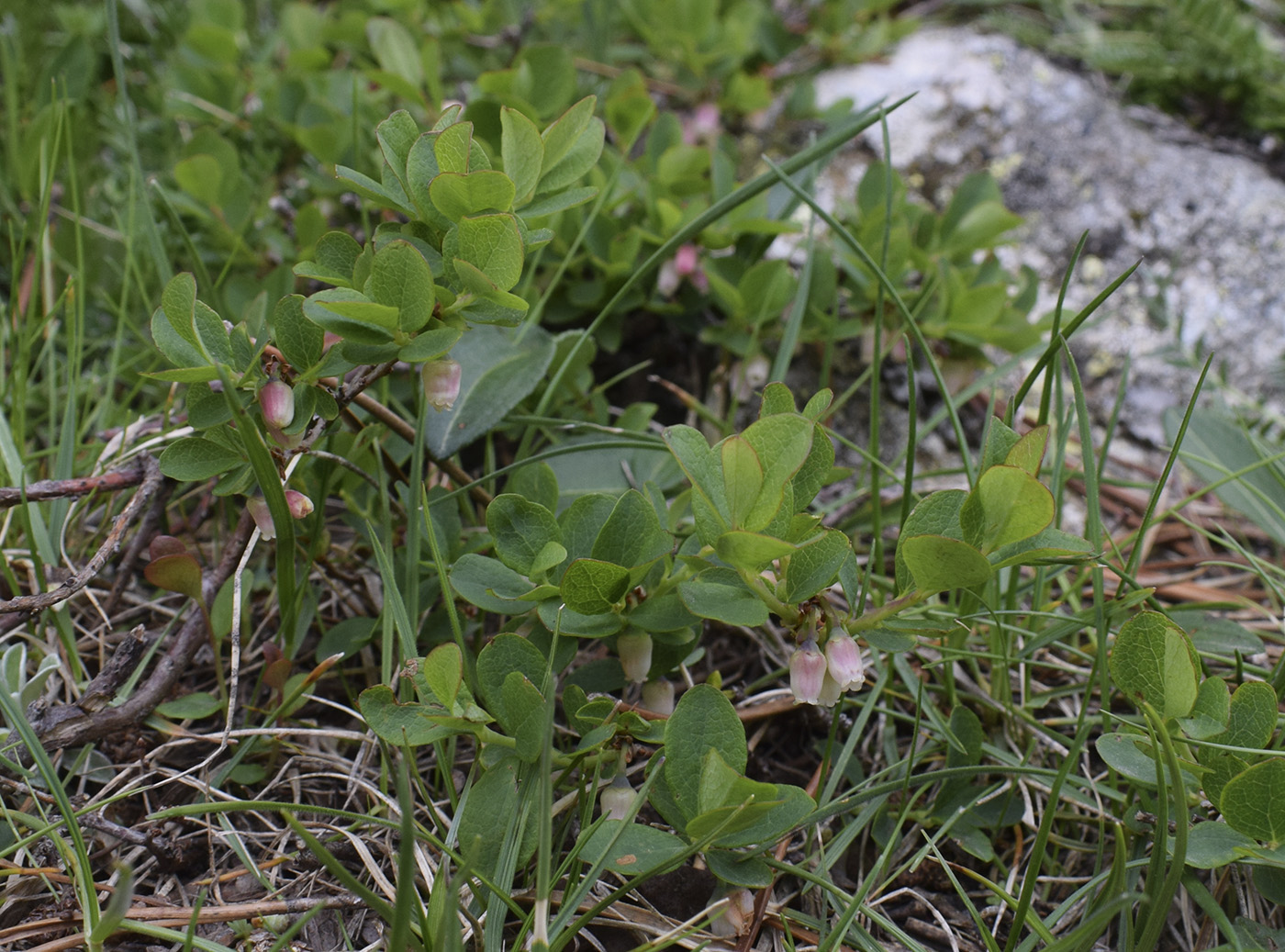 Image of Vaccinium uliginosum ssp. microphyllum specimen.