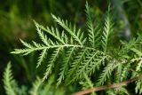 Tanacetum vulgare