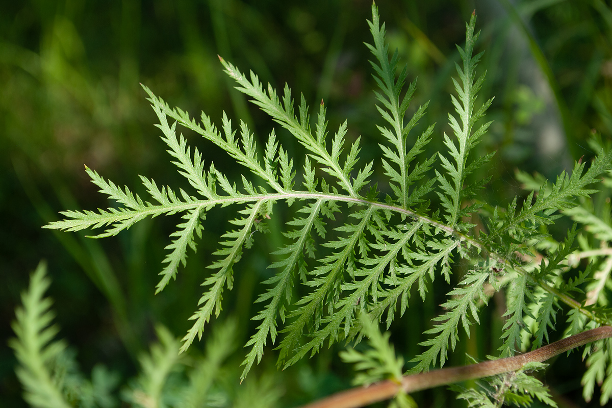 Изображение особи Tanacetum vulgare.