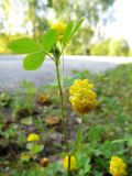 Trifolium campestre