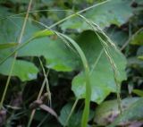 Festuca gigantea