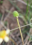 Ranunculus polyrhizos