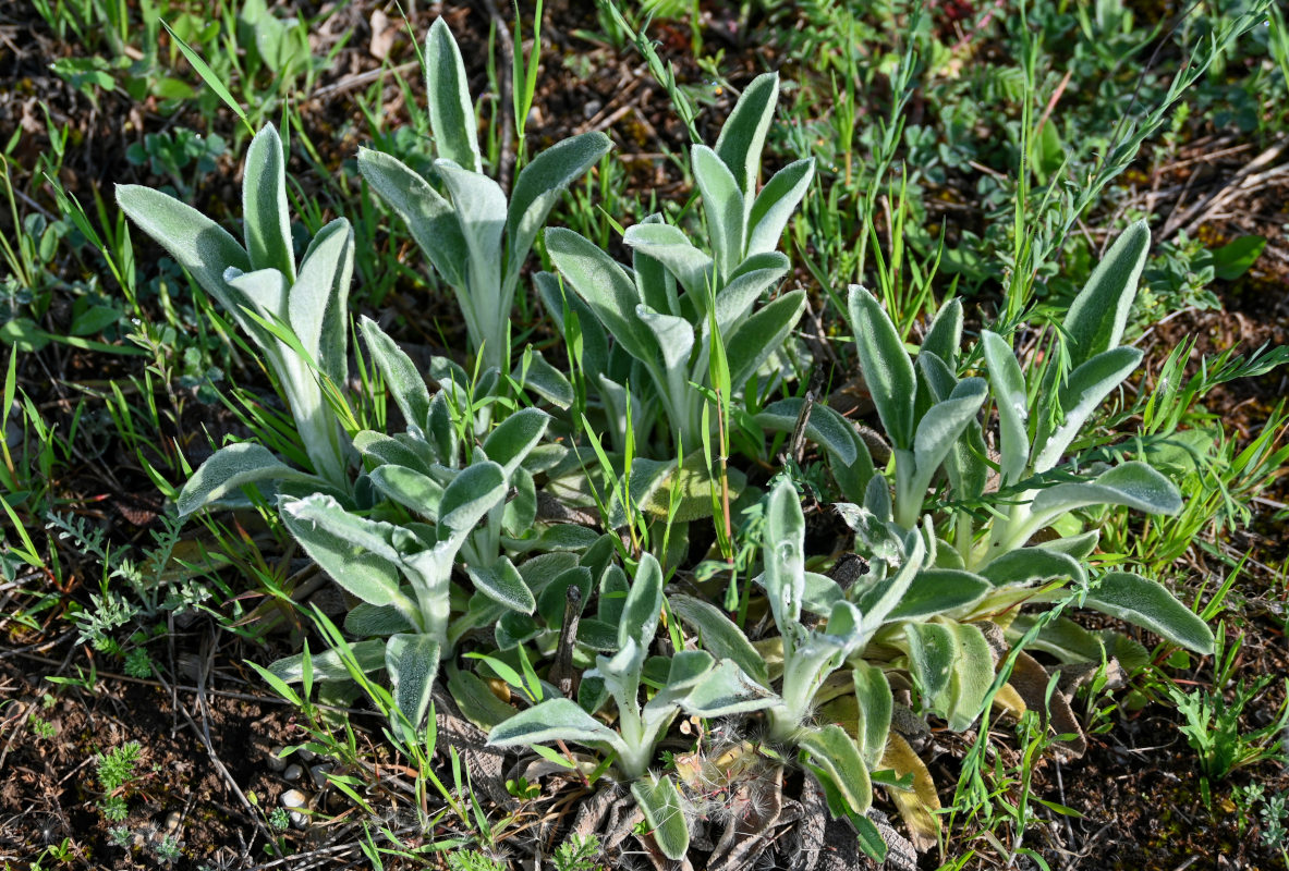 Изображение особи Stachys velata.