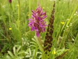 Dactylorhiza incarnata. Верхушка растения с соцветием. Нижегородская обл., Ардатовский р-н, рабочий пос. Мухтолово, пос. станции Венец, разнотравный среднеувлажнённый луг. 17.06.2020.