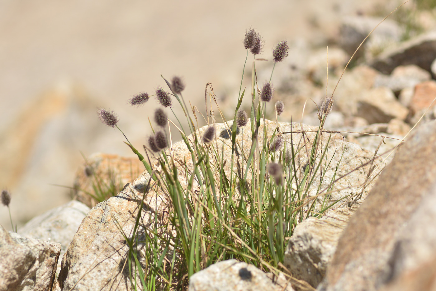 Image of genus Alopecurus specimen.