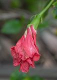 Hibiscus rosa-sinensis. Распускающийся цветок сорт ('Bloody Mary'). Израиль, г. Бат-Ям, в культуре. 03.04.2024.