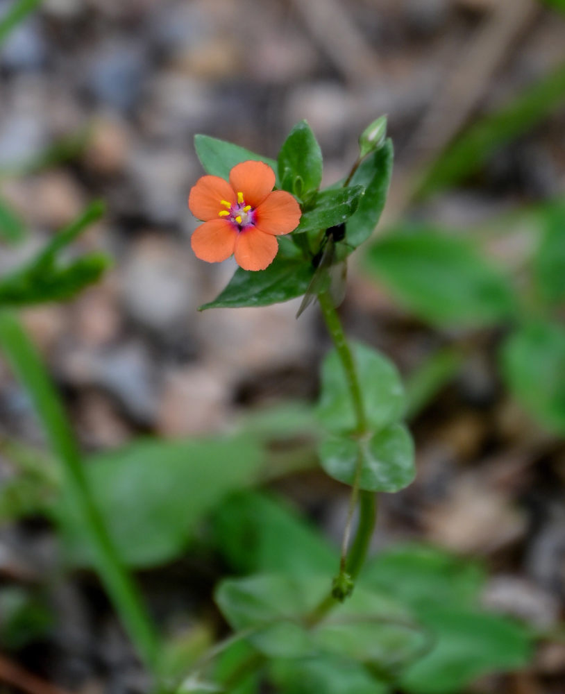 Image of Anagallis arvensis specimen.