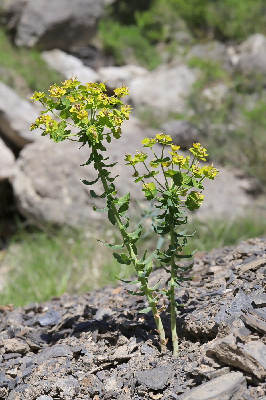 Image of Euphorbia agraria specimen.