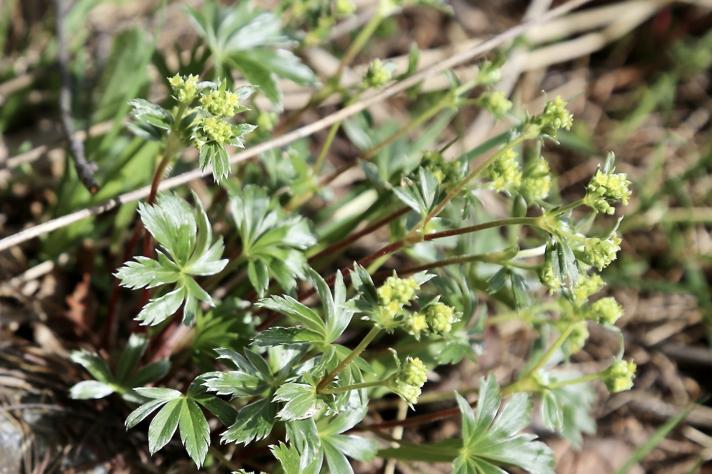 Изображение особи Alchemilla alba.