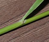 Calamagrostis arundinacea