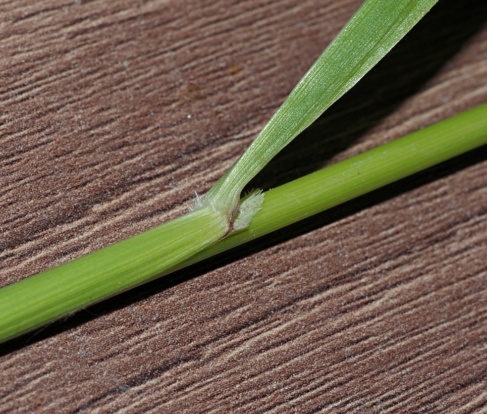 Изображение особи Calamagrostis arundinacea.