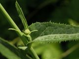 Sonchus подвид uliginosus