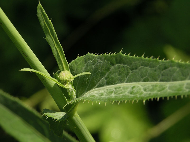 Image of Sonchus arvensis ssp. uliginosus specimen.