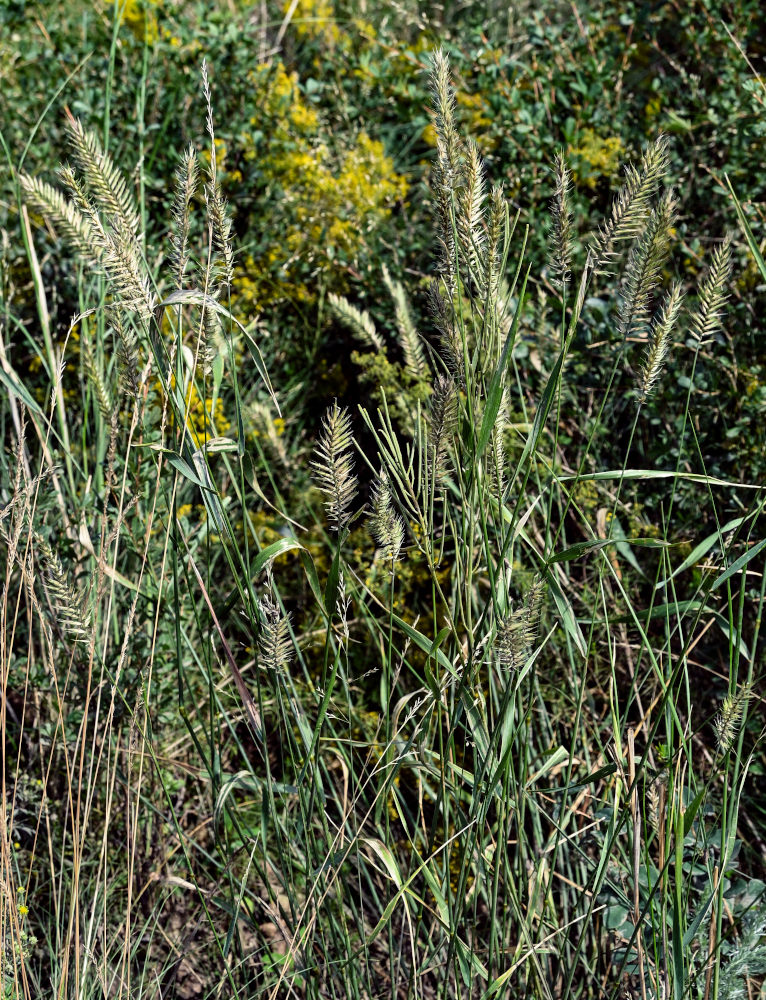Изображение особи Agropyron pectinatum.