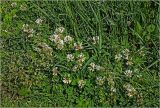 Trifolium repens