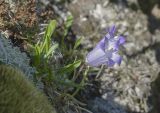 Campanula tridentata