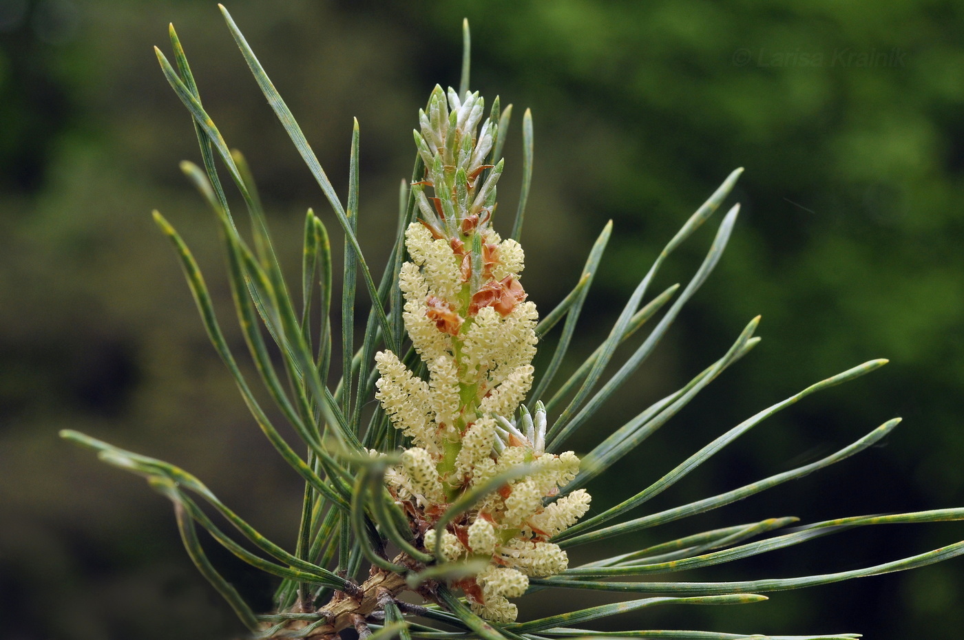 Изображение особи род Pinus.