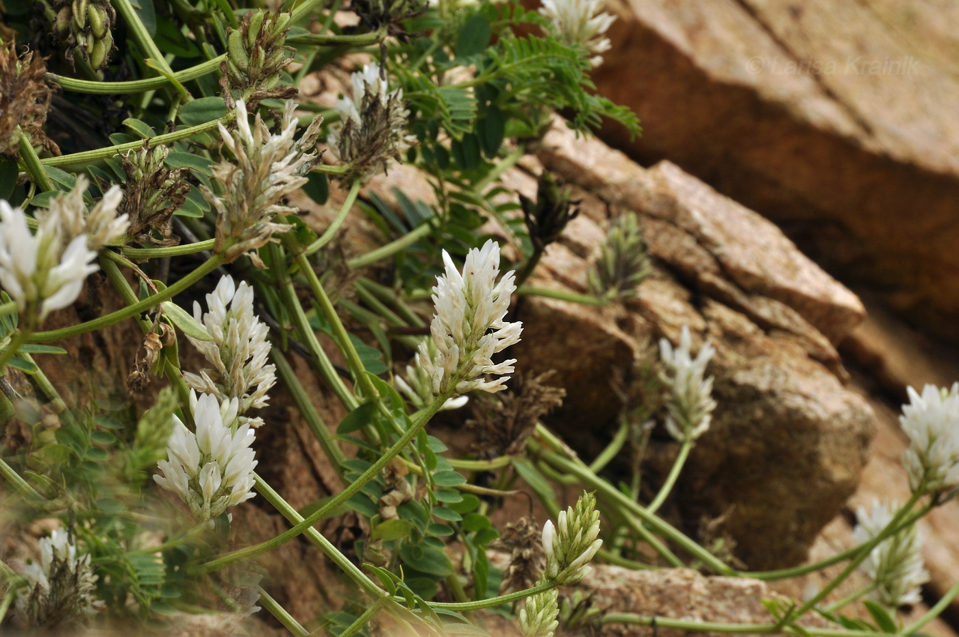 Изображение особи Astragalus marinus.