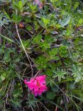 Rhododendron hirsutum