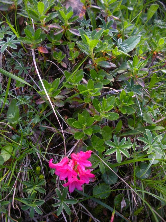 Image of Rhododendron hirsutum specimen.