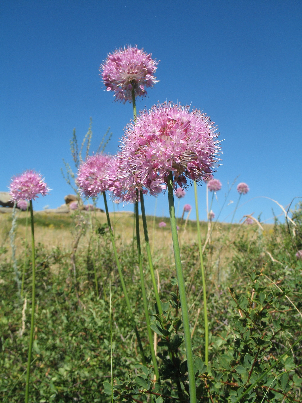 Изображение особи Allium caricifolium.