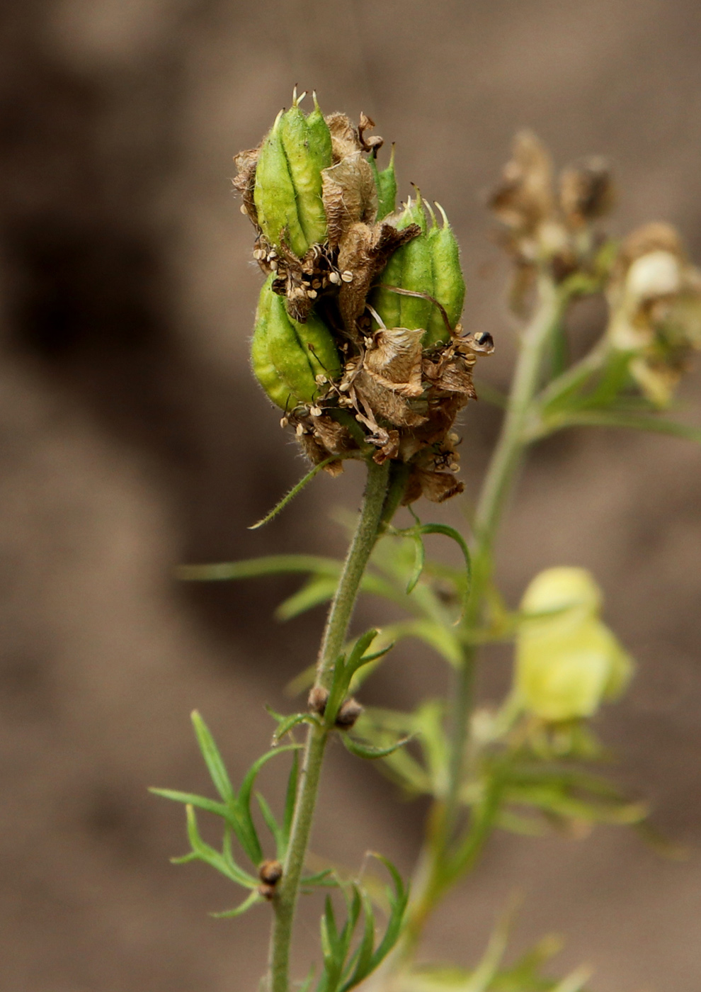 Image of Aconitum nemorosum specimen.