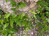 genus Clematis
