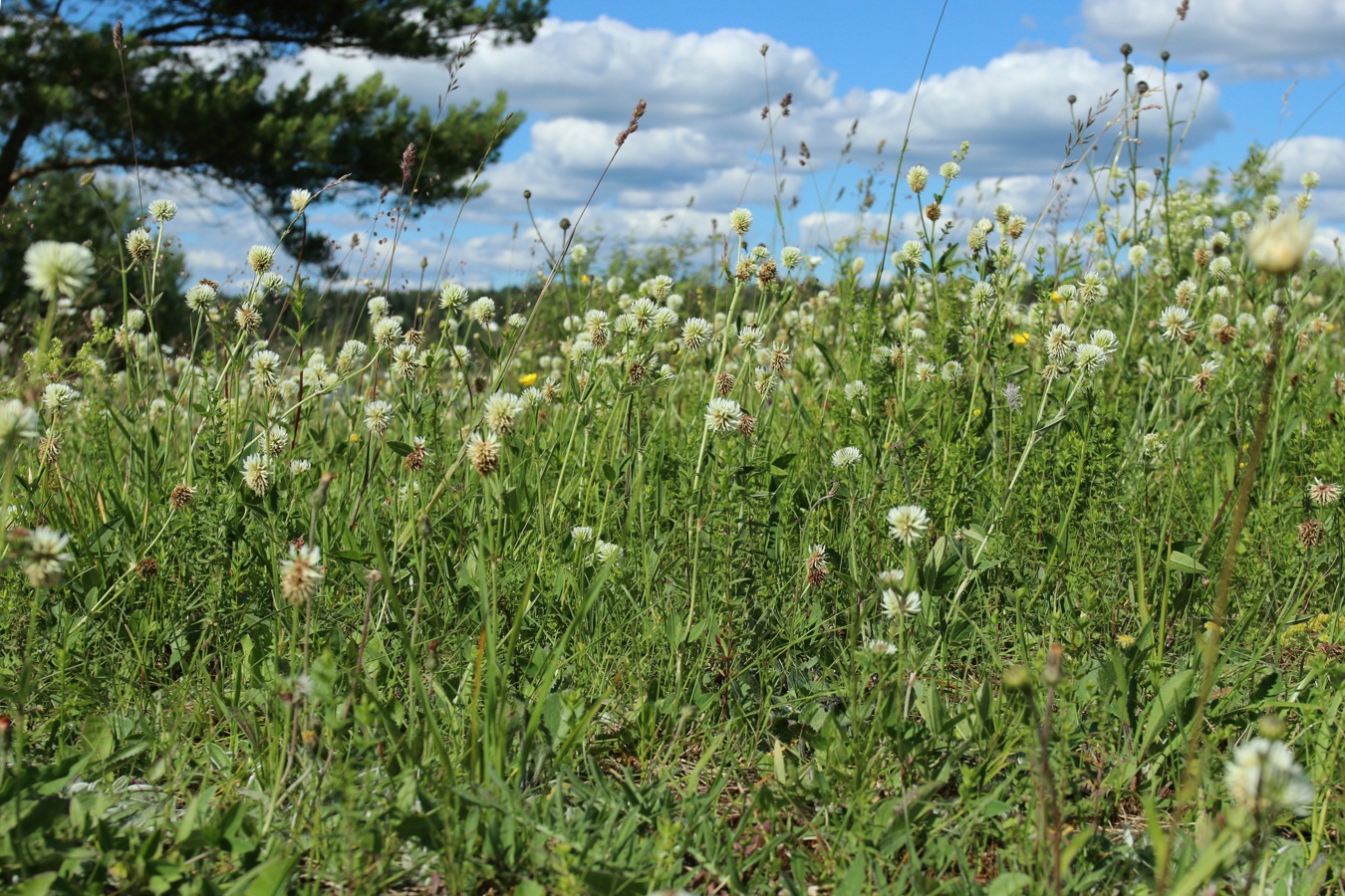 Изображение особи Trifolium montanum.