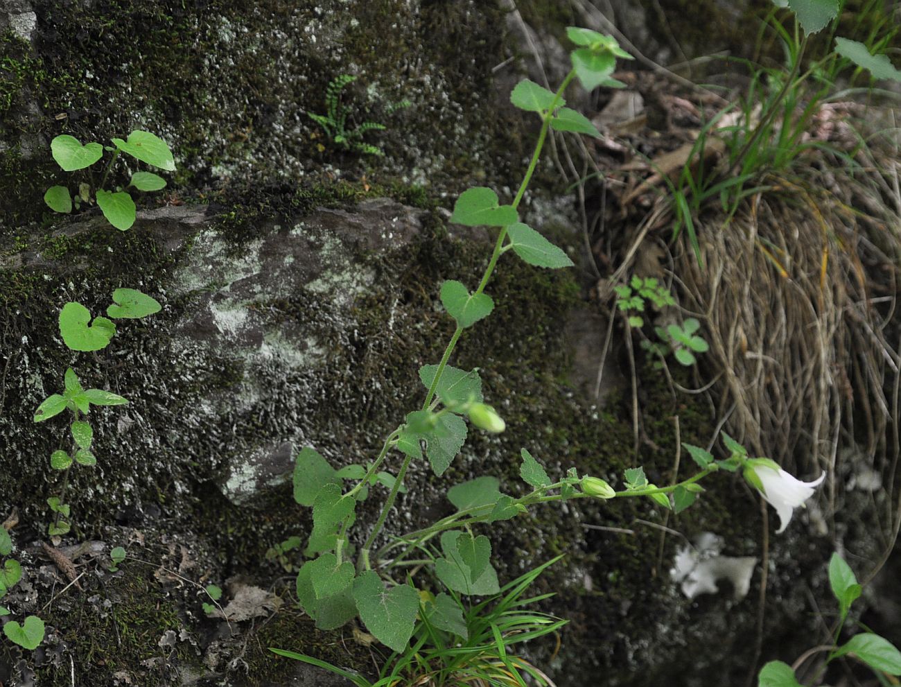 Image of Campanula alliariifolia specimen.